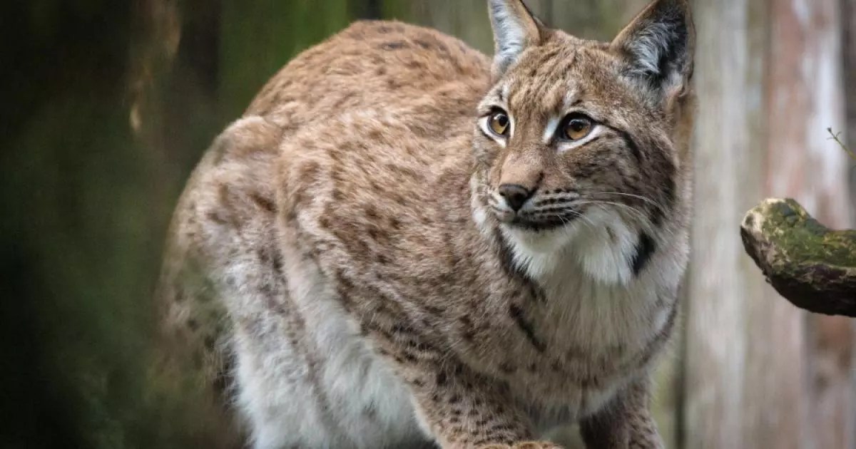 Illegally released lynx captured - NatureScot statement